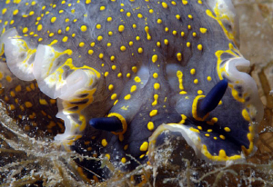 Nudi close up with macro 60mm by Andy Kutsch 
